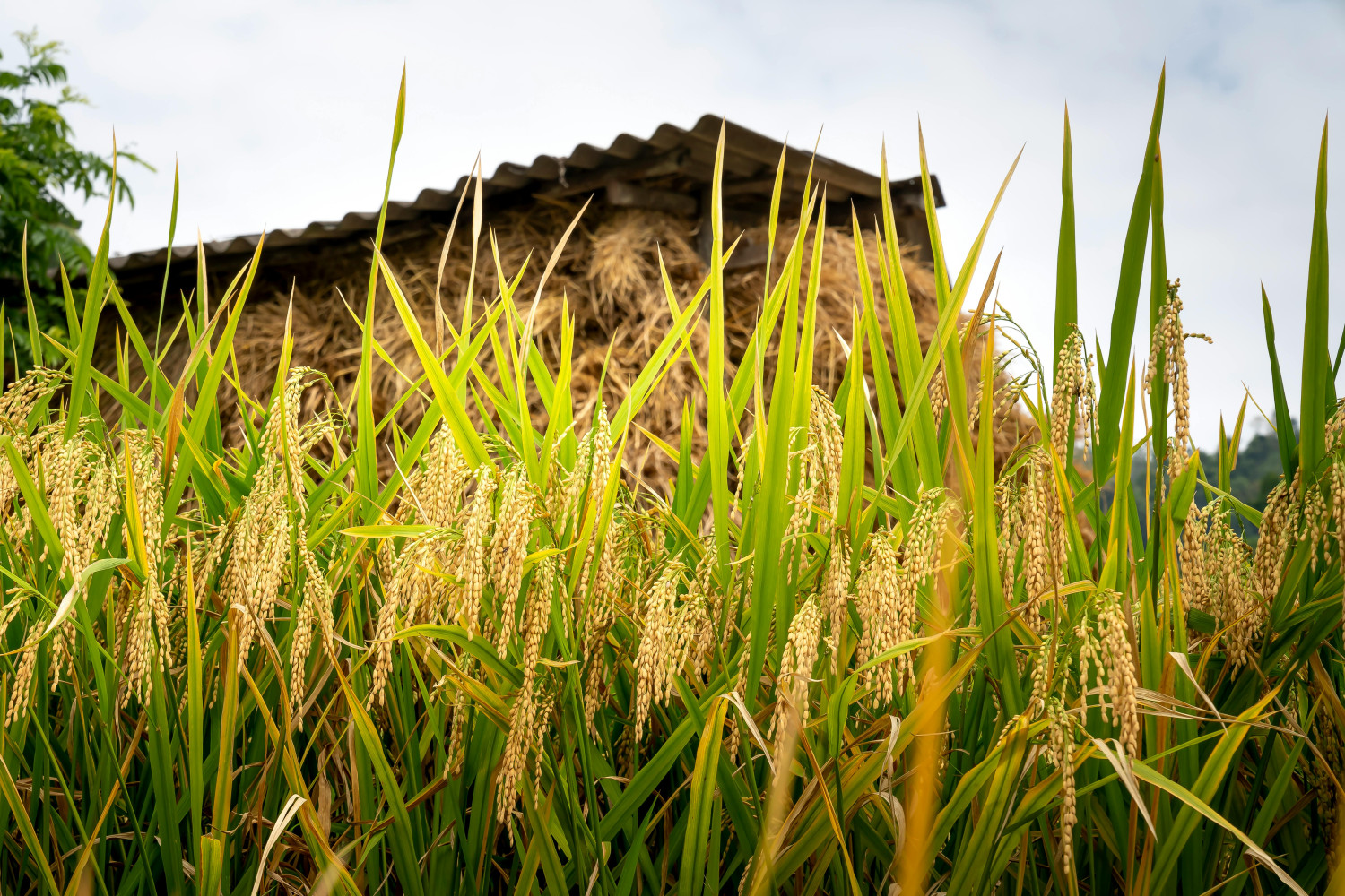রোগ সনাক্তকরণ