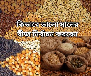 কিভাবে ভালো মানের বীজ নির্বাচন করবেন