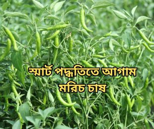 স্মার্ট পদ্ধতিতে আগাম মরিচ চাষ