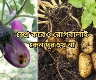 স্প্রে করেও রোগবালাই কেন দূর হয় না