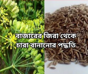 বাজারের জিরা থেকে চারা বানানোর পদ্ধতি
