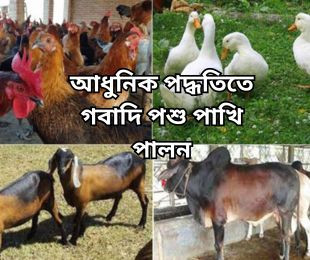 আধুনিক পদ্ধতিতে গবাদি পশু পাখি পালন