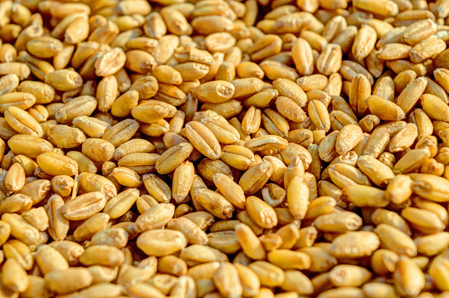 গম বীজ