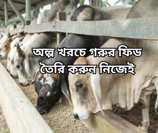 অল্প খরচে ফিড তৈরি করুন নিজেই