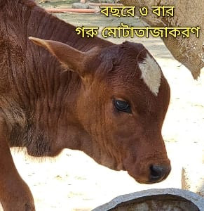 গরু মোটাতাজাকরণ
