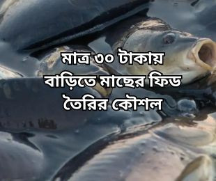 মাত্র ৩০ টাকায় বাড়িতে মাছের ফিড তৈরির কৌশল