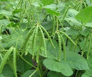 মুগ ডাল