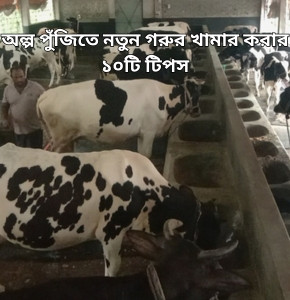 অল্প পুঁজিতে নতুন গরুর খামার করার ১০টি টিপস