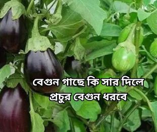 বেগুন গাছে কি সার দিলে প্রচুর বেগুন ধরবে