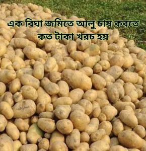 এক বিঘা জমিতে আলু চাষ করতে কত টাকা খরচ হয়