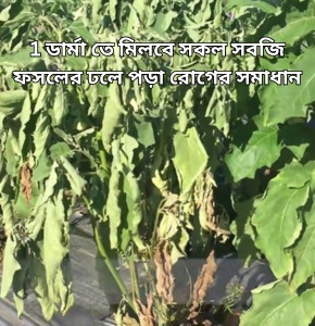 1 ডার্মা তে মিলবে সকল সবজি ফসলের ঢলে পড়া রোগের সমাধান